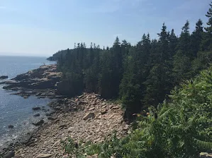 Spruce trees leaning over the pink granite shore of Acadia with the open ocean beyond