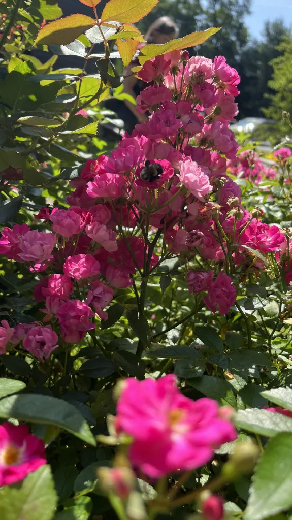 Flowers in the garden outside Louisa May Alcott's Orchard House in Concord, Massachusetts