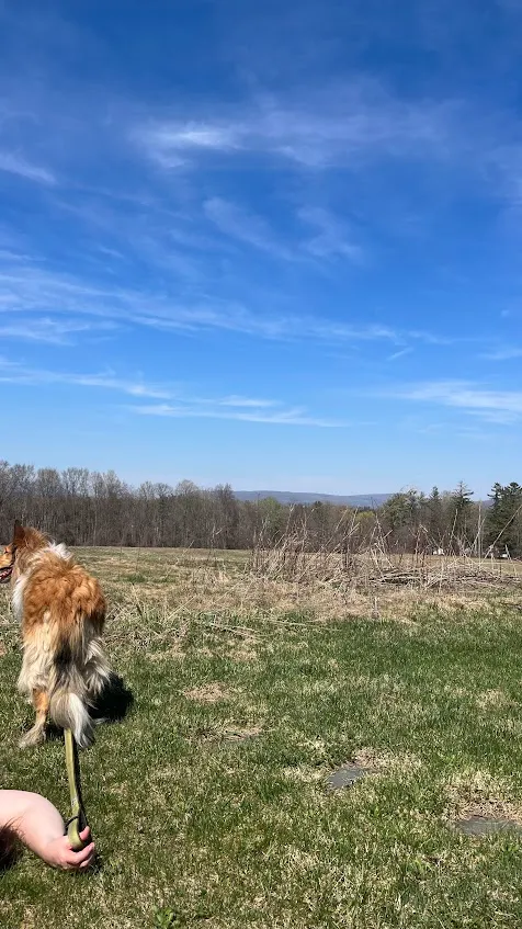 A wide spring meadow at Arrowhead with the long ridge of Mount Greylock on the horizon, a collie in the foreground on a lead