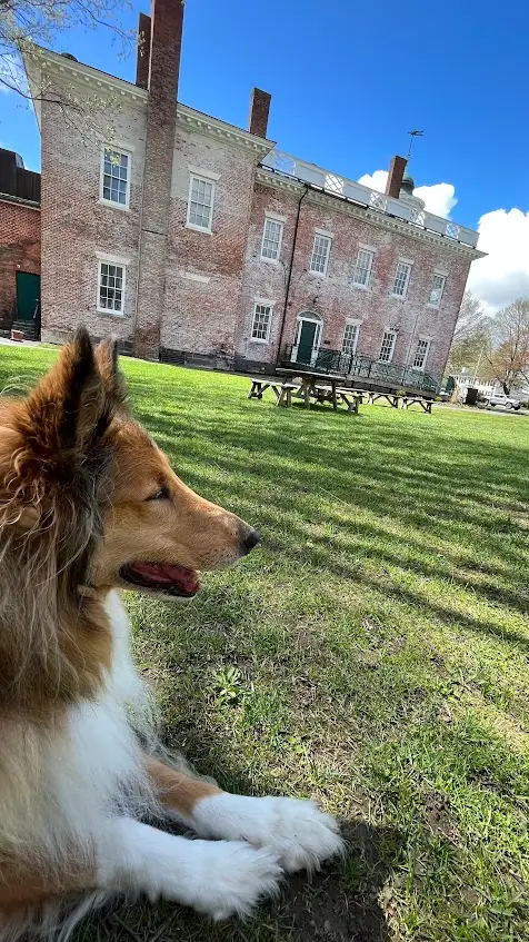 A brick federal house on a broad green lawn in Lenox in spring, a collie resting in the foreground